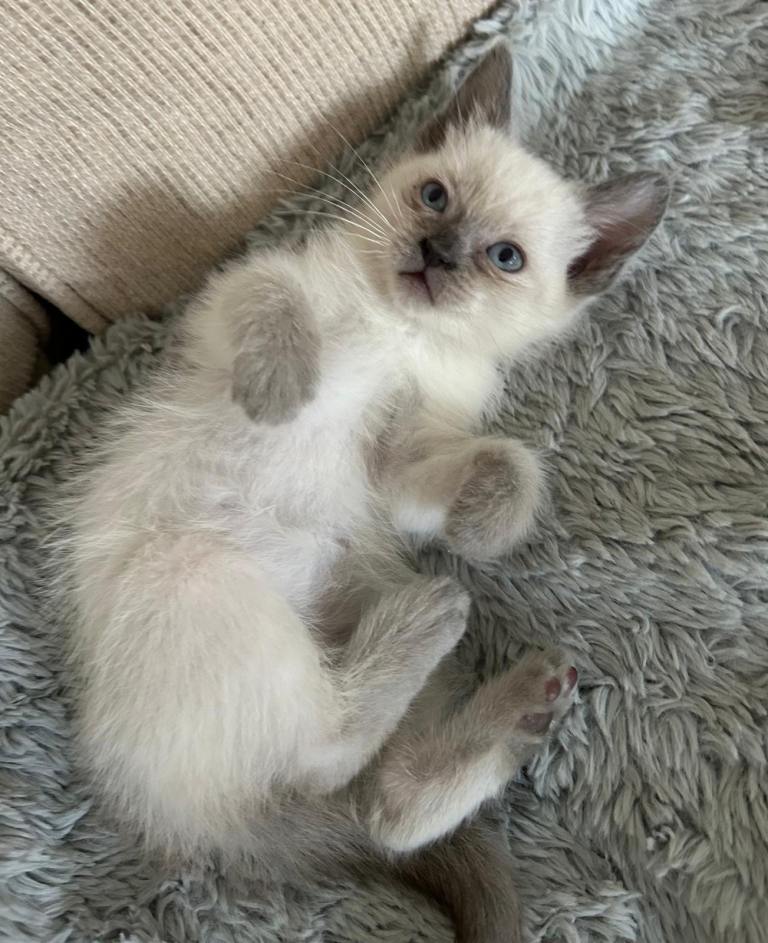 Pure Breed Ragdoll Kittens