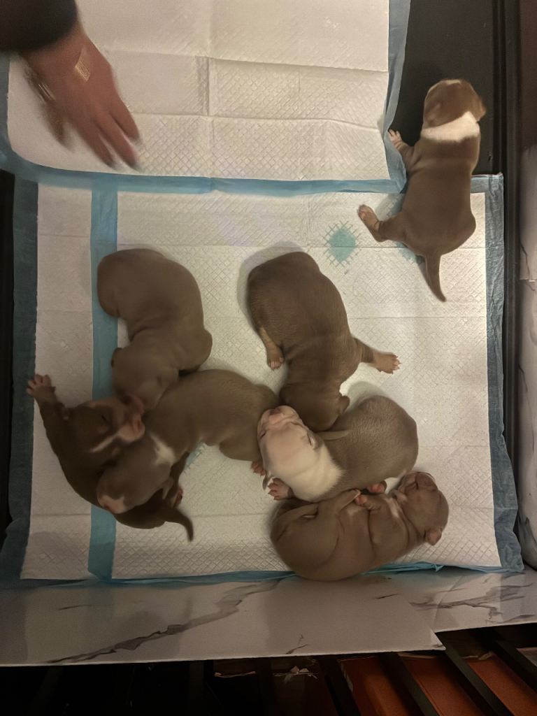 Pocket bully’ s 