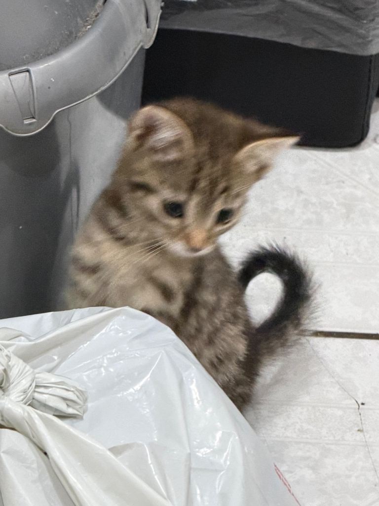 8 week old Bengal Cross Kittens