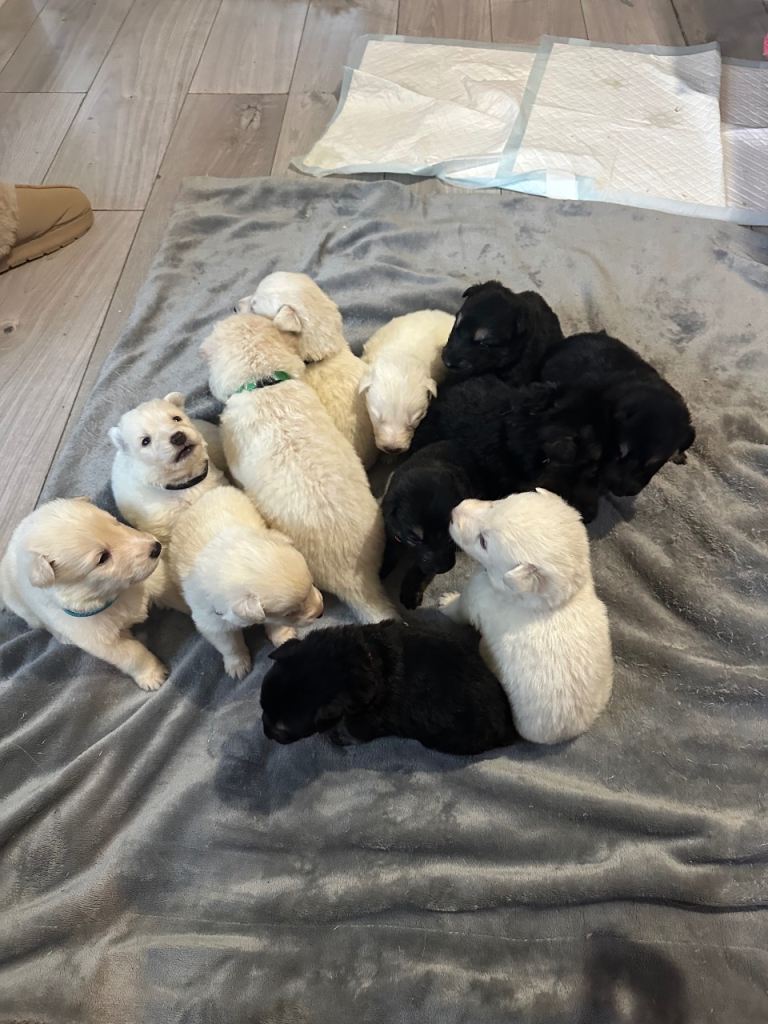 German shepherd puppies 