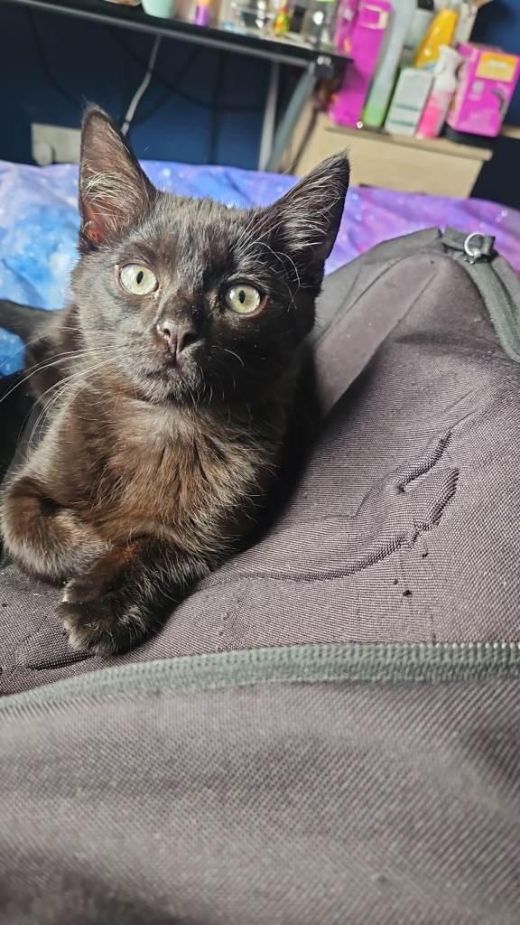 British long haired male kitten 