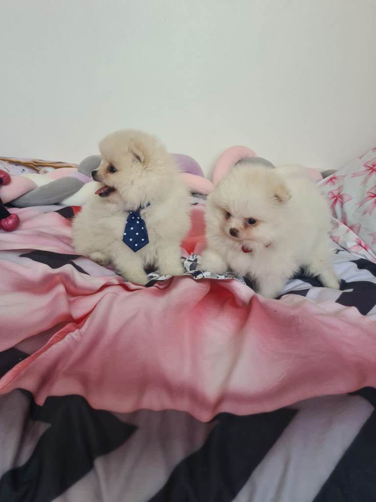 Gorgeous Teddy face pomeranian puppies 🐶 