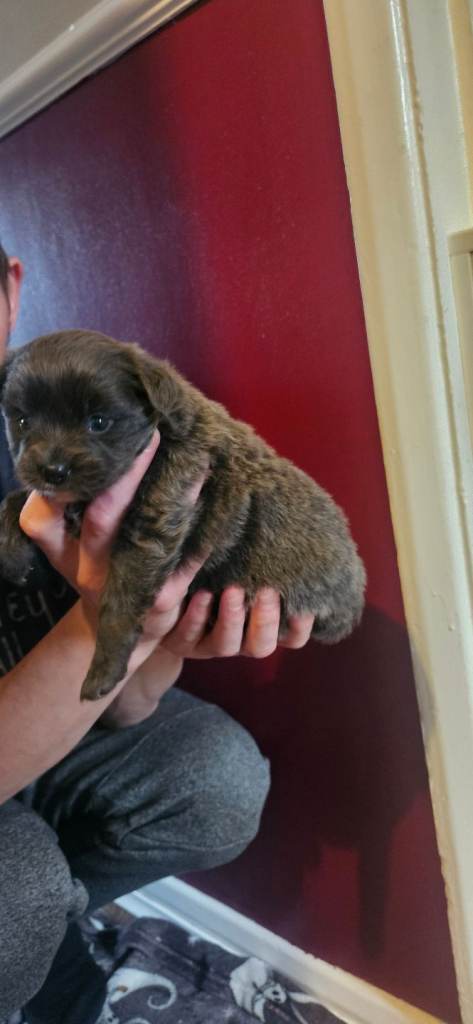 POMCHI Babys FORSALE 🩷 ONE GREY GIRL AVAILABLE NOW