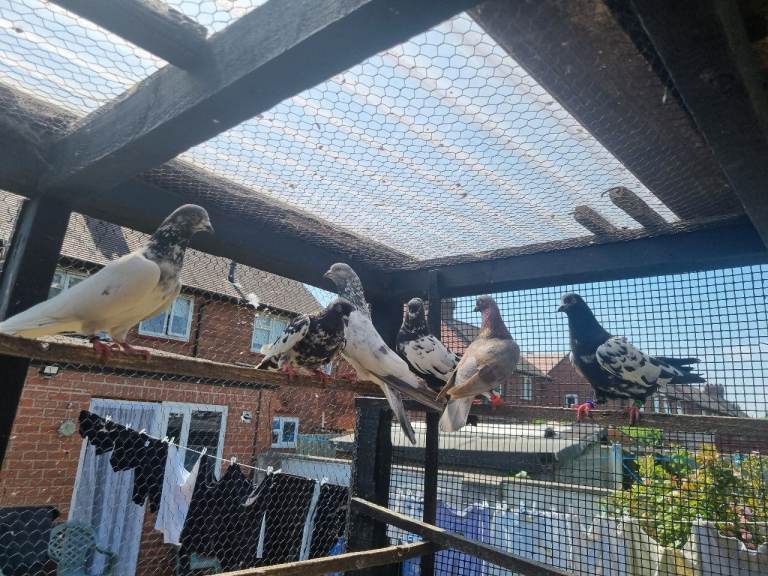 Pigeons for sale 