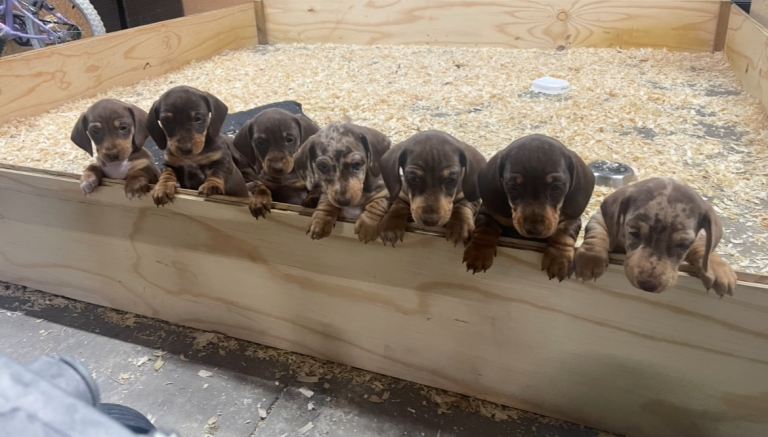 Dachshund pups