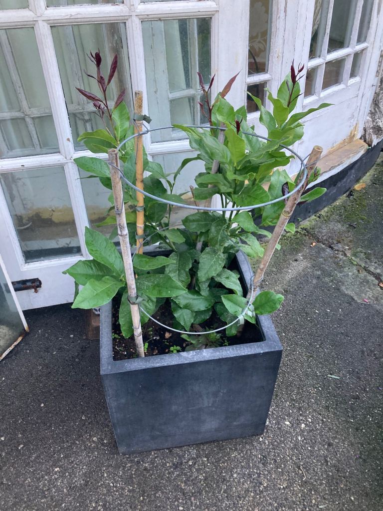 image for Lemon plant in a large fake stone pot 