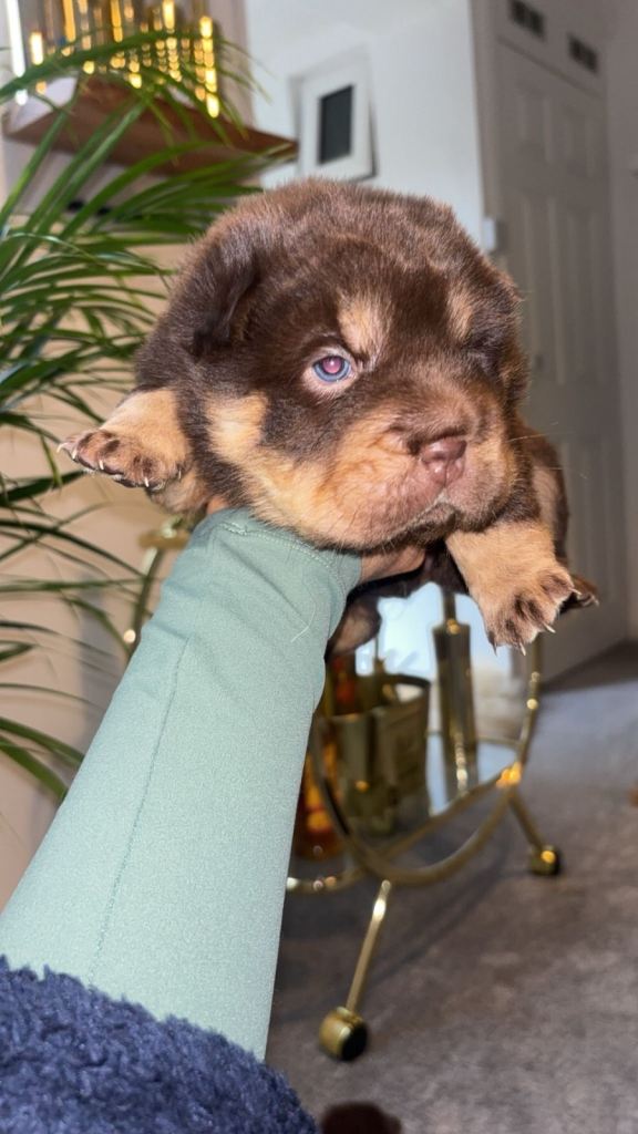 Top quality choc and tan sharpei puppies 