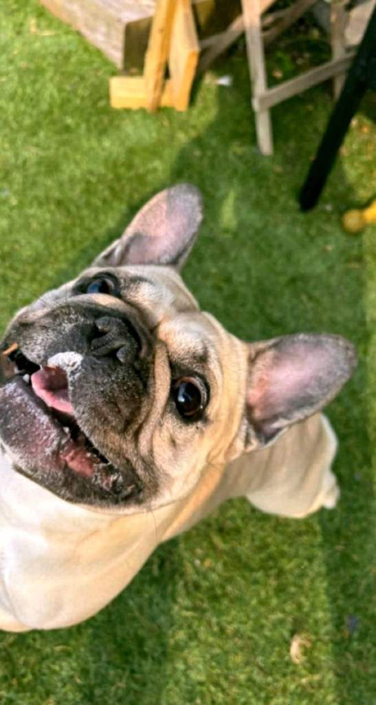 Female french bulldog