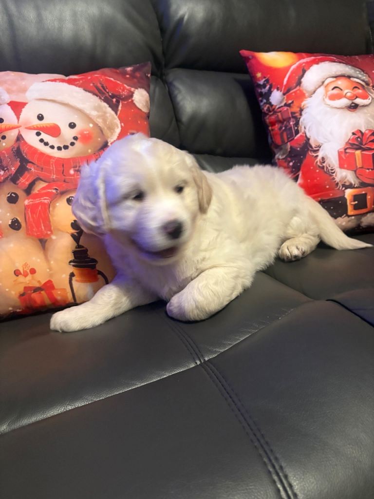 Golden Retriever Pups 10 weeks old last 2 boys 