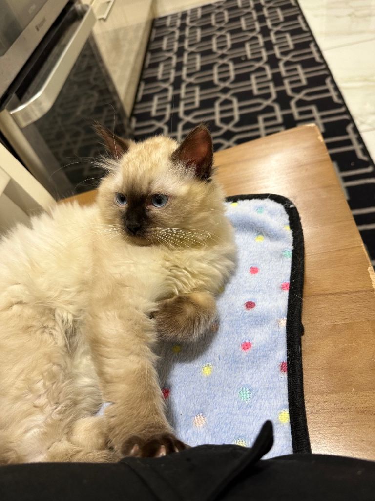 Very Fluffy Ragdoll Kitten AVAILABLE