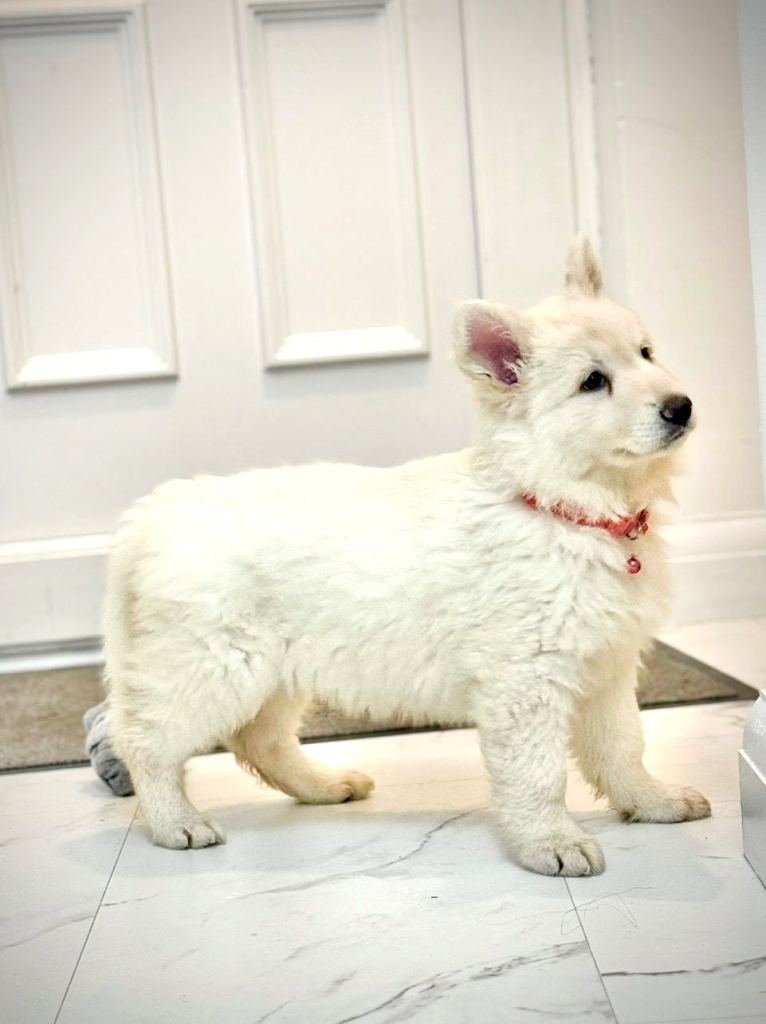 KC REG WHITE GERMAN SHEPHERD FEMALE PUP 