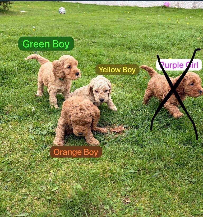 Cockapoo pups for sale 3boys