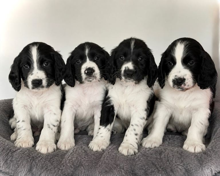 Stunning KC Reg English Springer Spaniel puppies