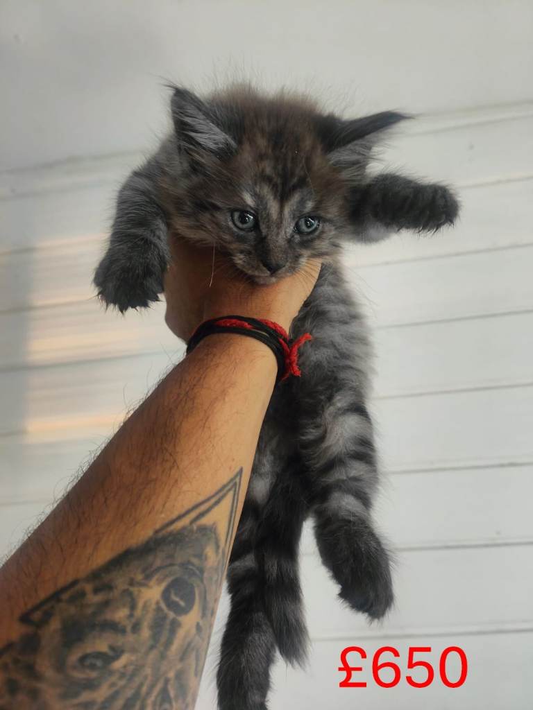 MaineCoon Mixed Kittens 