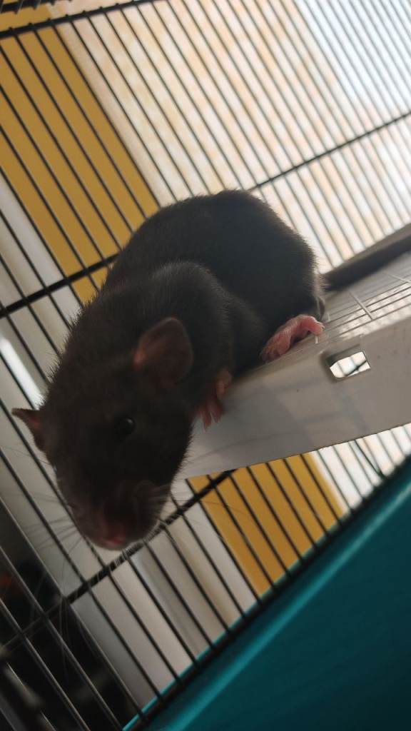 READY NOW! Only 7 left! Gorgeous fancy dumbo rats for sale