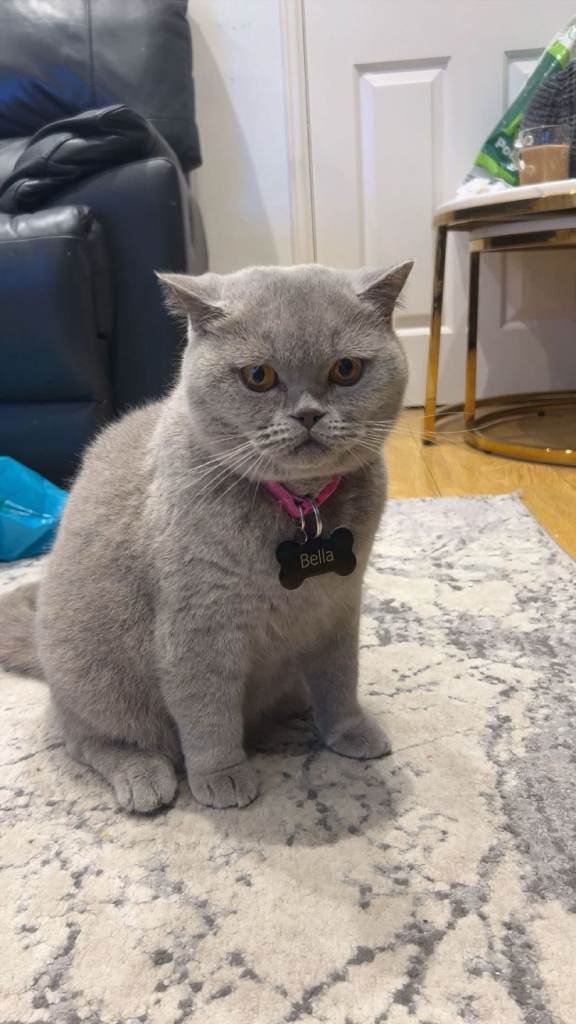 British short hair cat 