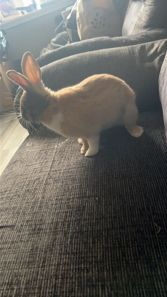 Male Rabbit