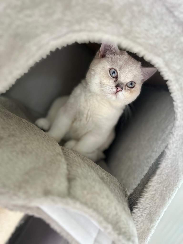 Beautiful Brtishshort Hair Kitten 4-month-old kitten looking for a loving home