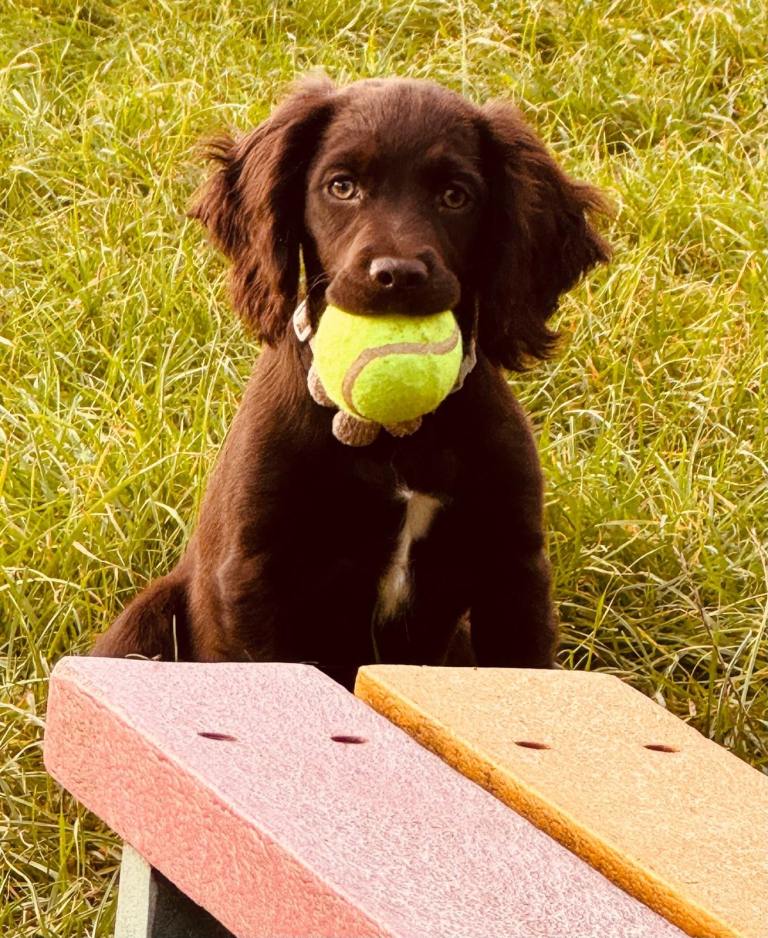 🐾 Beautiful Female Cocker Spaniel Puppy Looking for a Loving Home 🐾