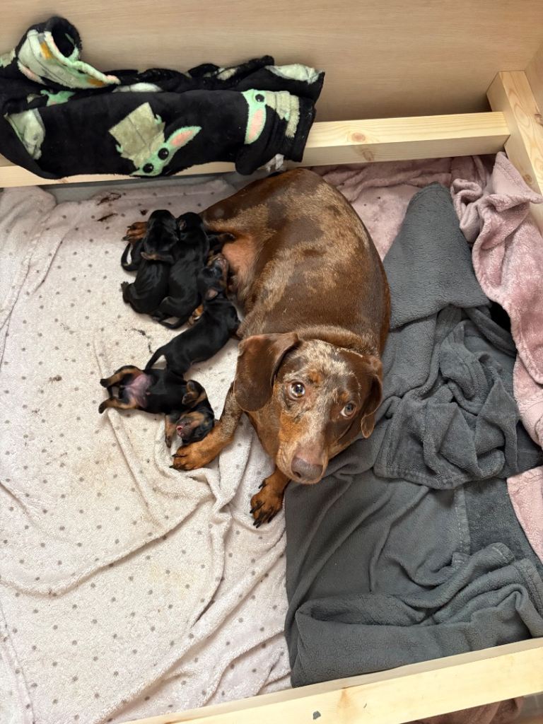 Daushound pups