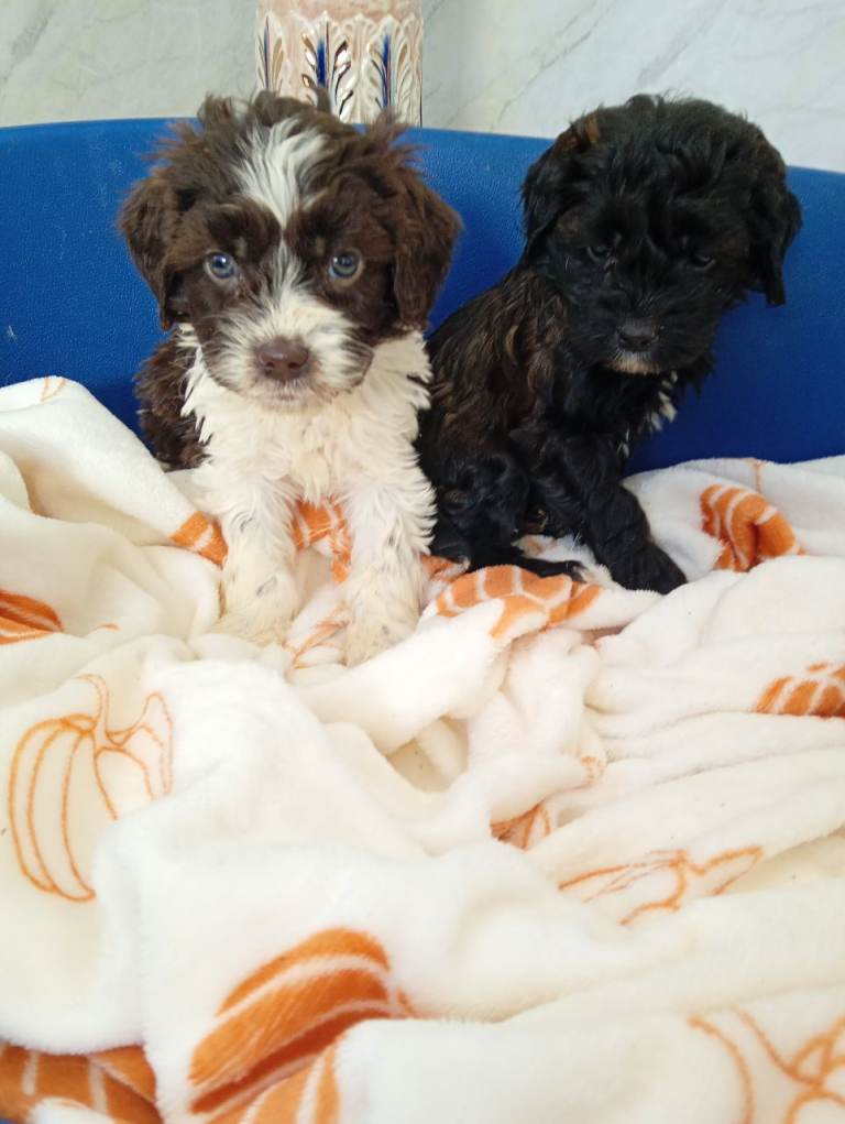 Toy Cokapoo puppies 