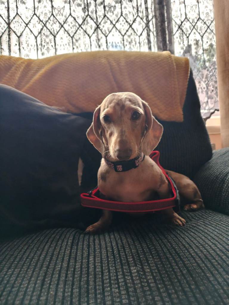 Dachshund