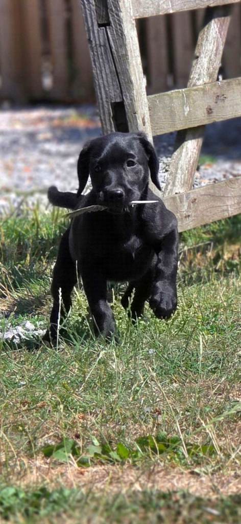 Black Labrador Bitch Puppy Ready to go