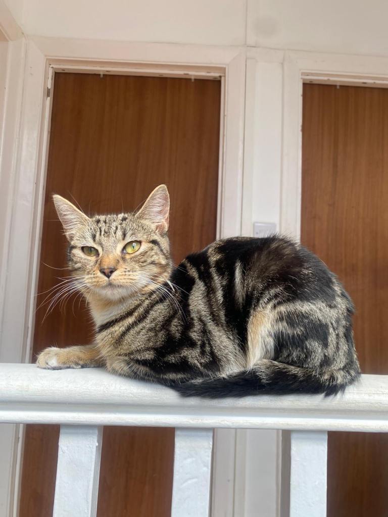 4 cats for sale £60