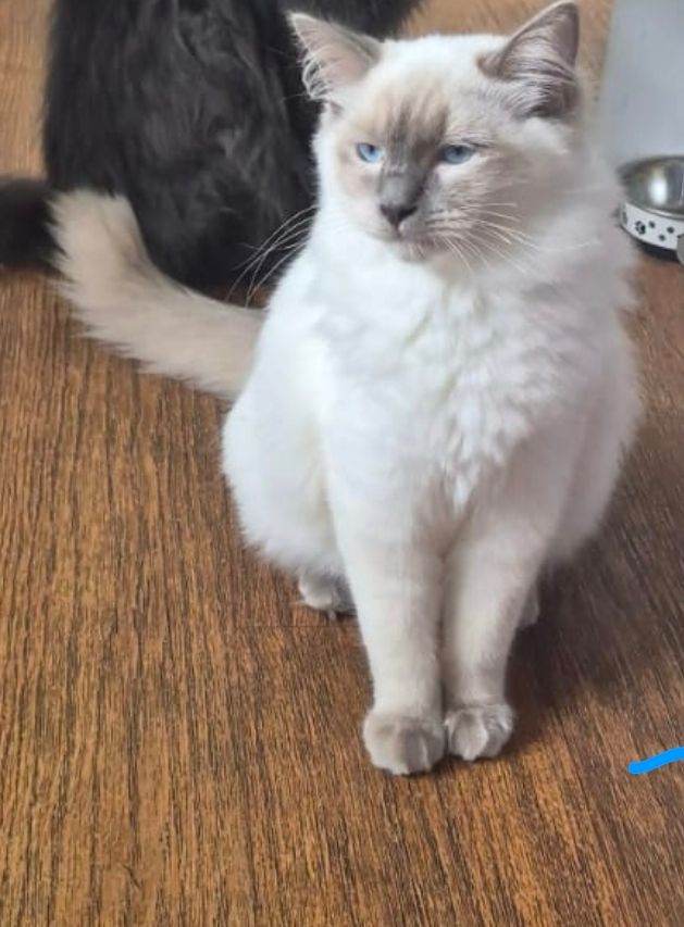 7 month old ragdoll kitten