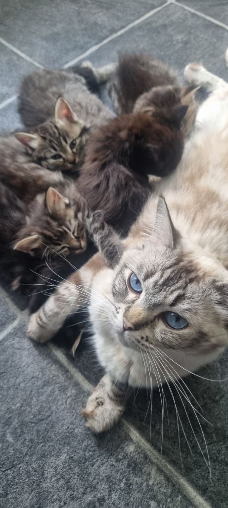 kittens for sale
