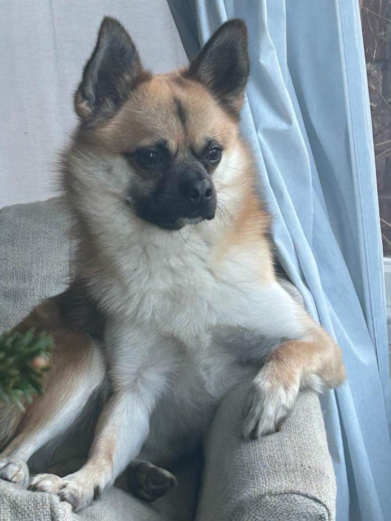 New Home for Hercules