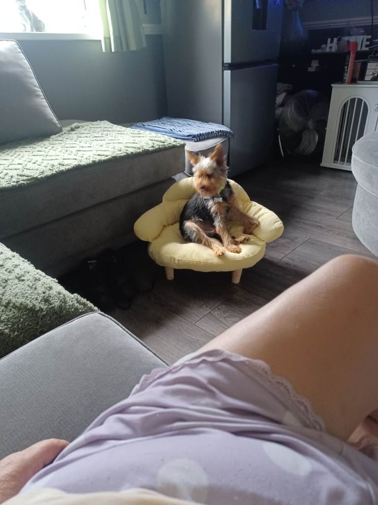 Yorkie