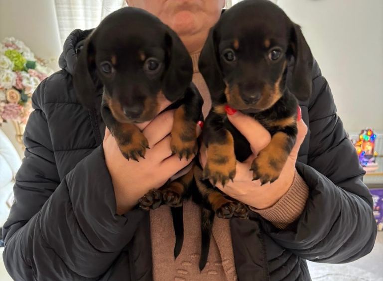 JUST 2 black & tan remaining!! 