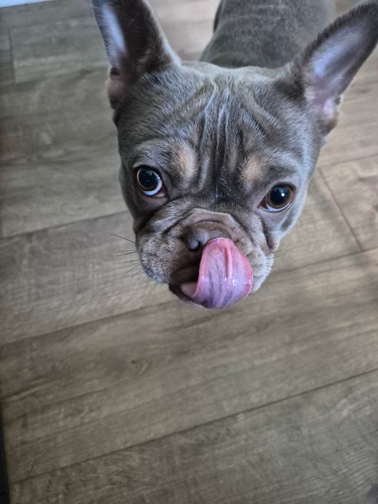 Pedigree dog