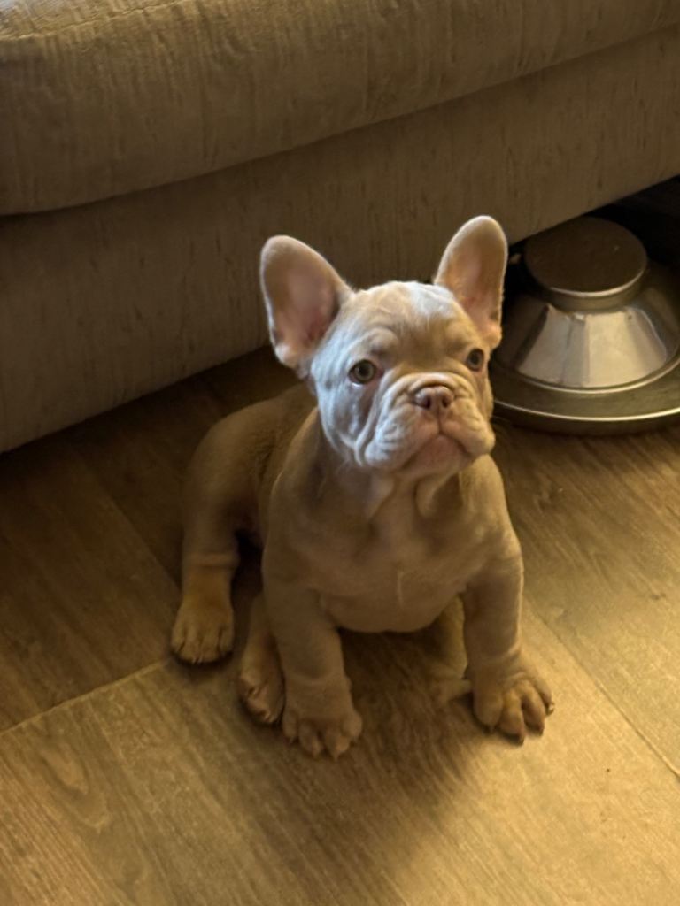 French bulldog pups
