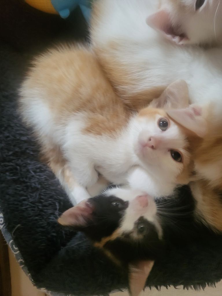 Beautiful kittens 