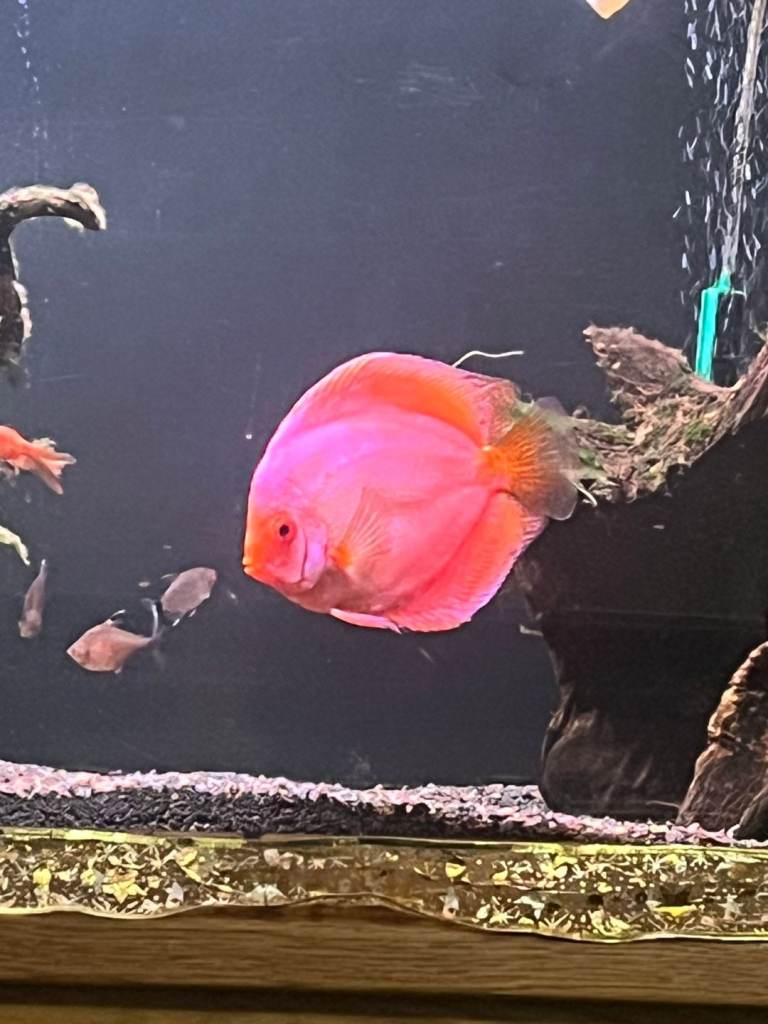 Stenker discus fish