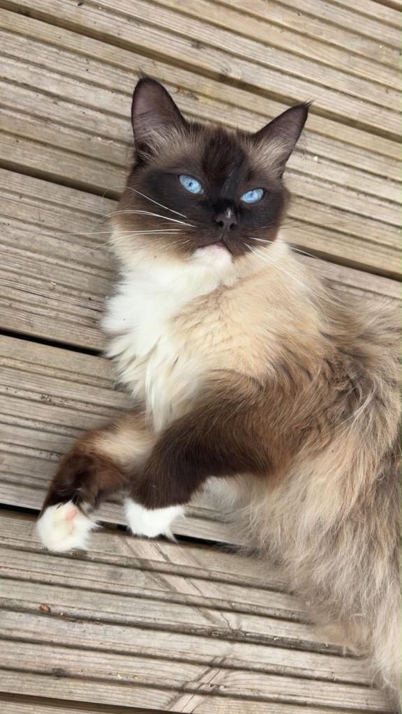 ❄️ Ragdoll / British Short Hair Kittens For Sale 