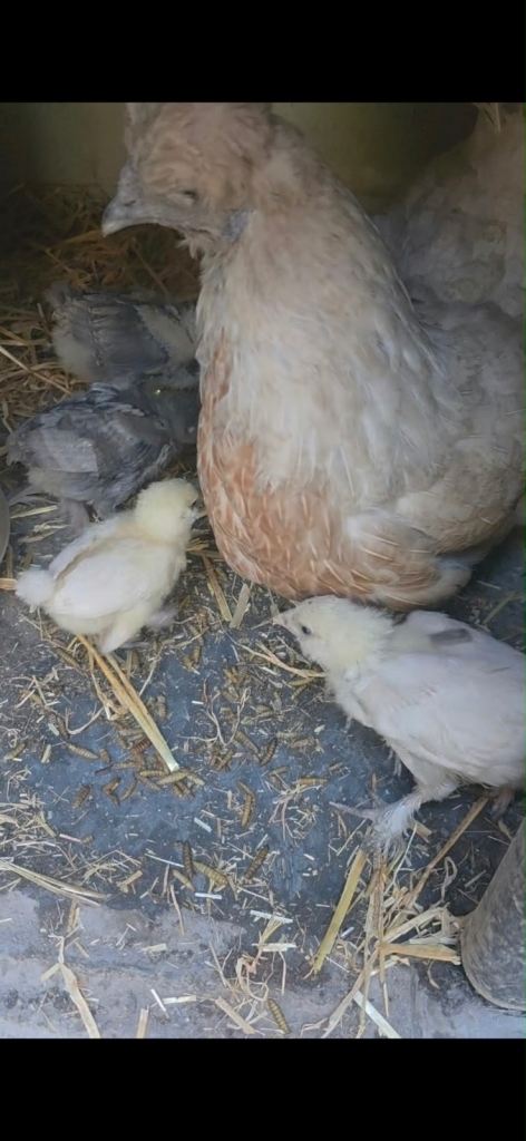 Hen with Chicks