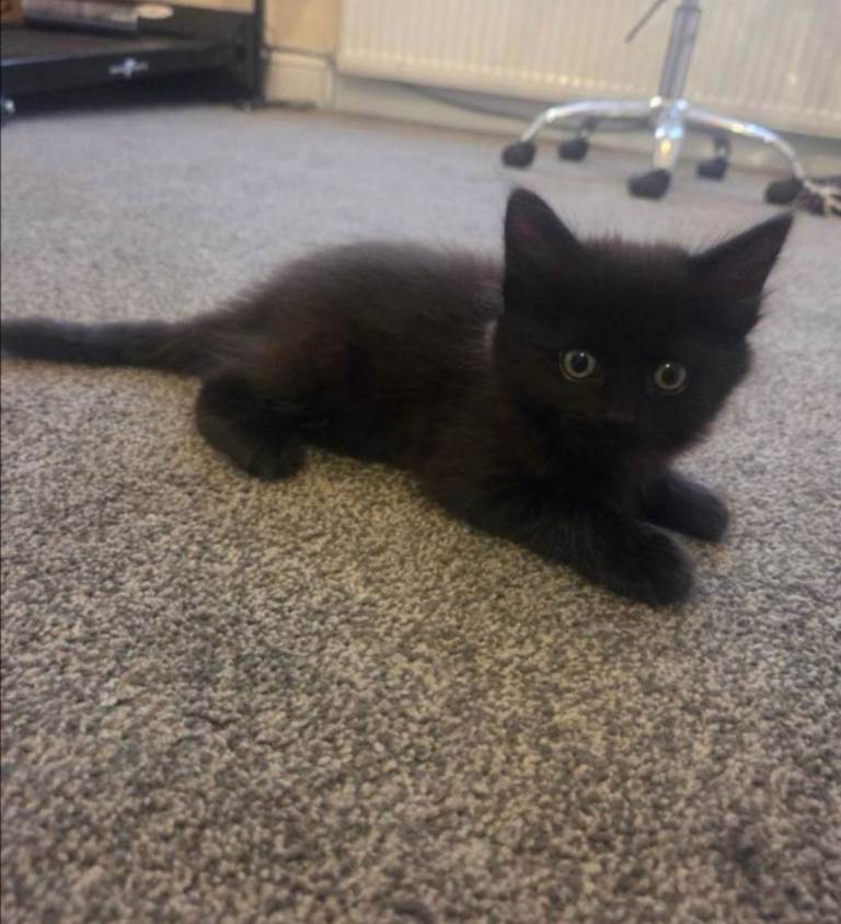 Last 9 week old kitten remaining
