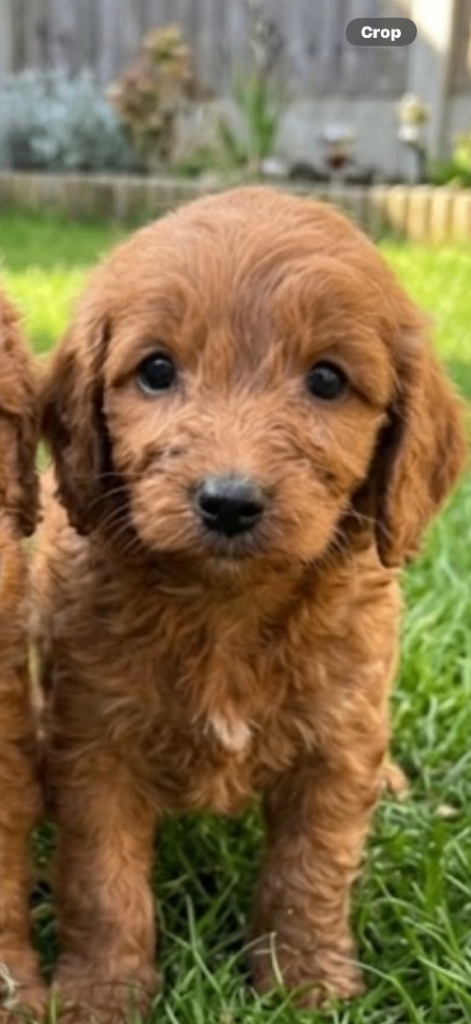 Cockapoo