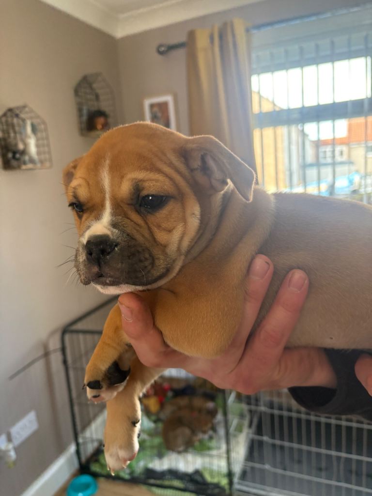 2 girls American bulldog cross staffy pups 