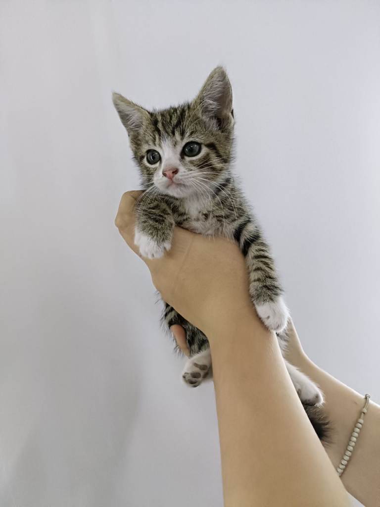 Kittens