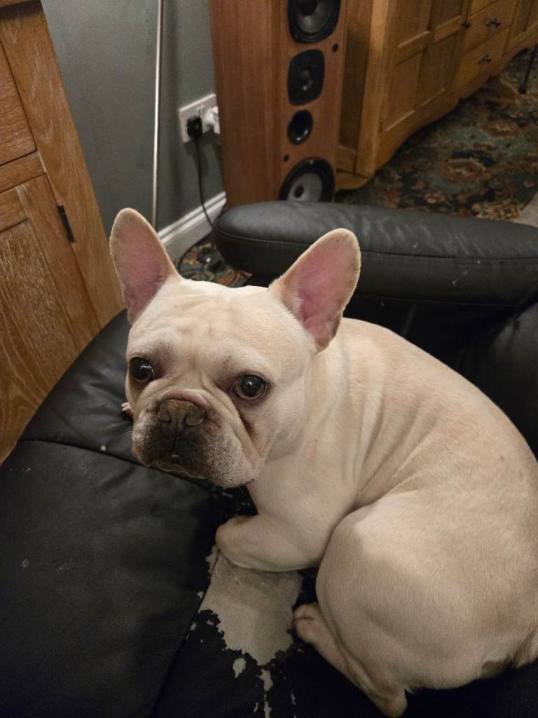French Bulldog Brothers for Adoption 