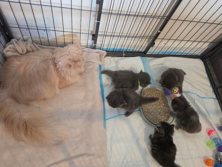 Beautiful Persian × BLH kittens