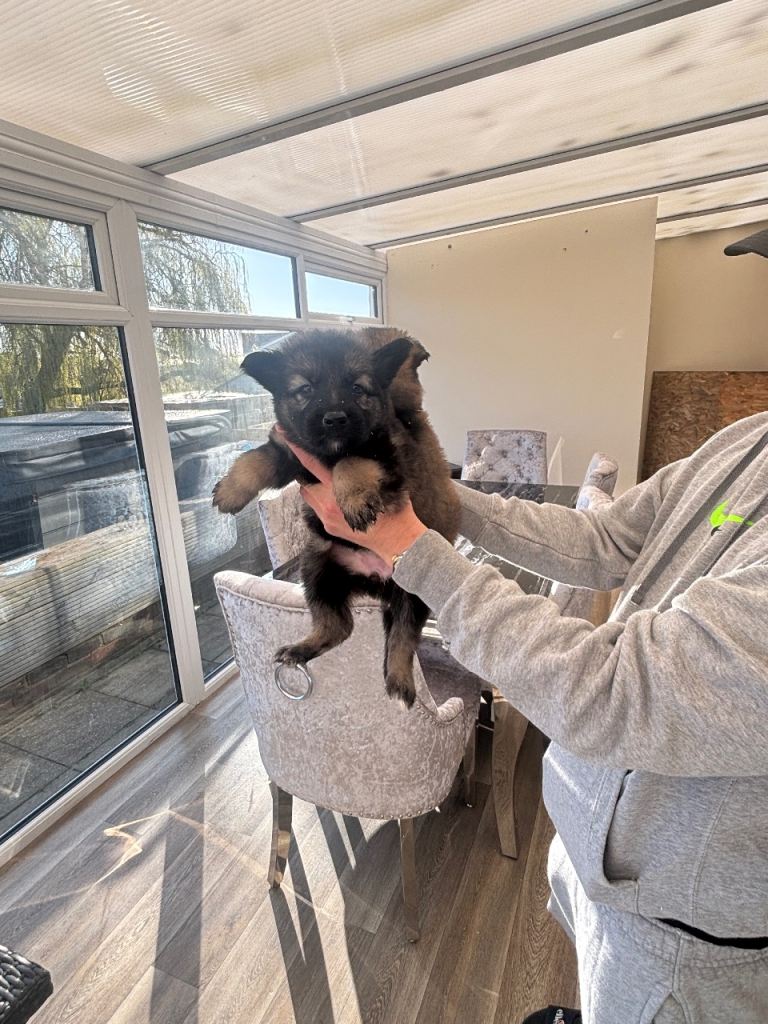 German shepherd puppys