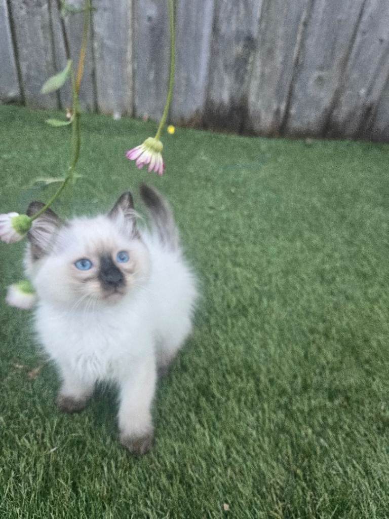 Ragamese ragdoll Siamese kittens