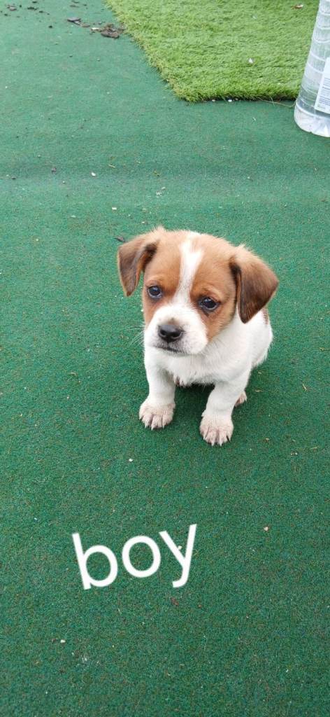 Cavaler cross jackrussle puppys for sale 