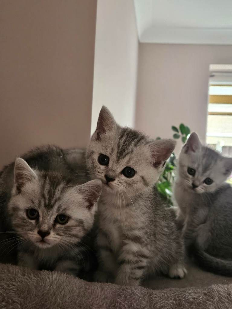 British shothair tabby kittens 