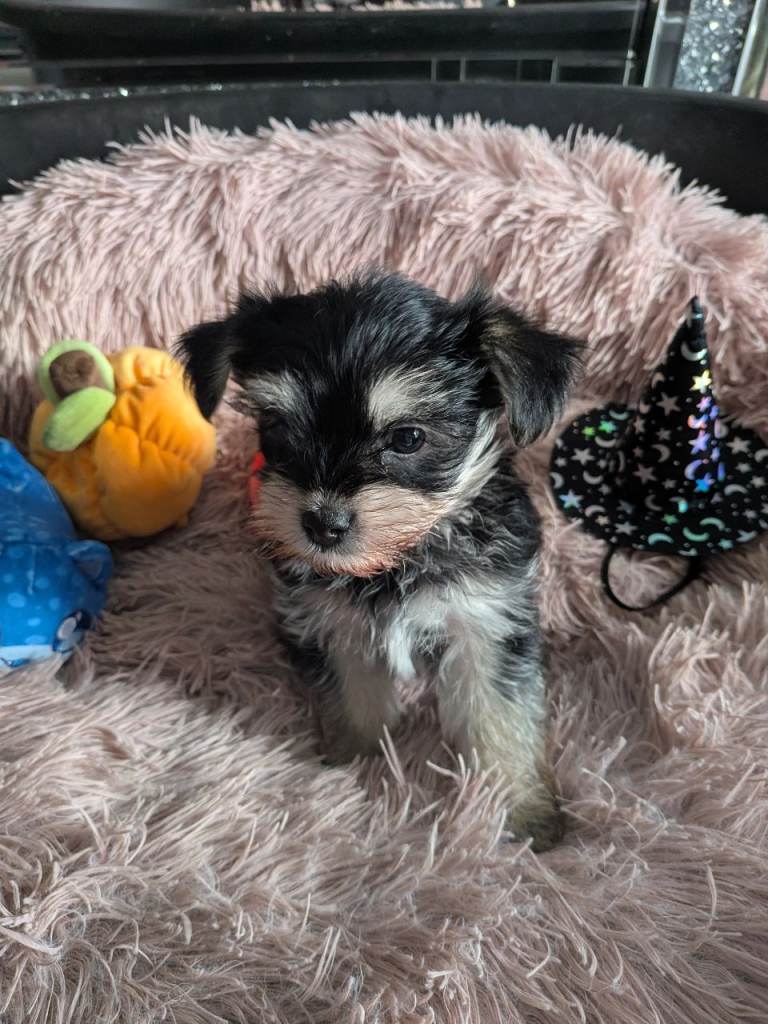 Yorkshire Terrier/Morkies